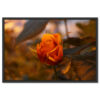 Narancssárga Rózsa Virág Poszter