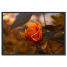 Narancssárga Rózsa Virág Poszter