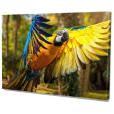 Falikép Papagáj Trópusi Állat Madár Vászonkép