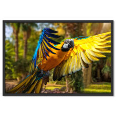Papagáj Trópusi Állat Madár Poszter