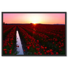 Vörös Tulipán Mező Napsugár Tájkép Poszter