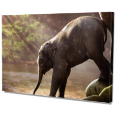 Falikép Kis Elefánt Vászonkép
