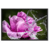 Falikép Rózsaszínű Virág és Vízcseppek Vászonkép