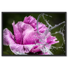 Rózsaszínű Virág és Vízcseppek Poszter