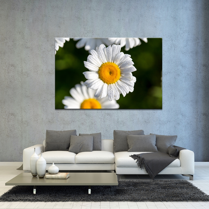 Falikép Százszorszép Virág Vászonkép