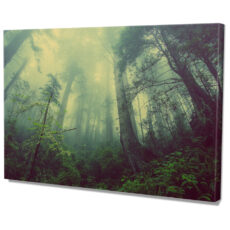 Falikép Dzsungel Erdő Fák Köd Vászonkép