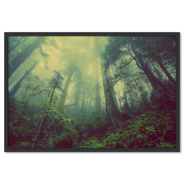 Dzsungel Erdő Fák Köd Poszter