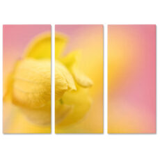 Falikép Sárga Virágszirom Rózsaszín Többrészes Vászonkép (3 Részes)
