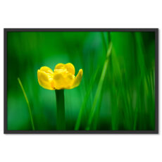 Sárga Virág Zöld Növények Poszter