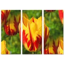Falikép Tarka Tulipán Virág Többrészes Vászonkép (3 Részes)